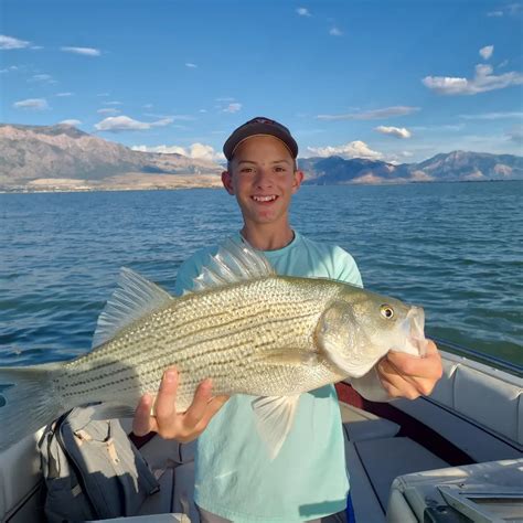 willard bay utah fishing report.